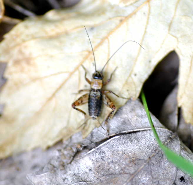 Nemobius sylvestris?  S, giovane